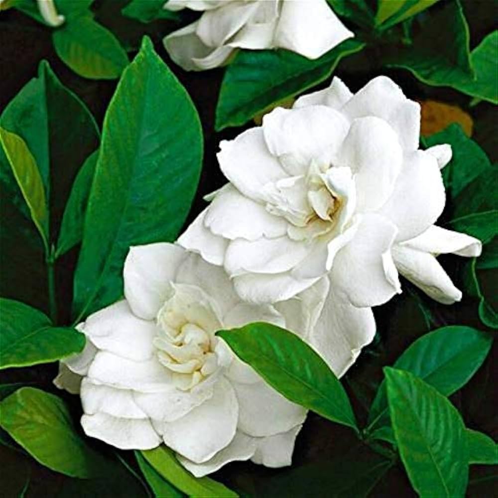 Jasmine Jasminum Sambac Flower Seeds