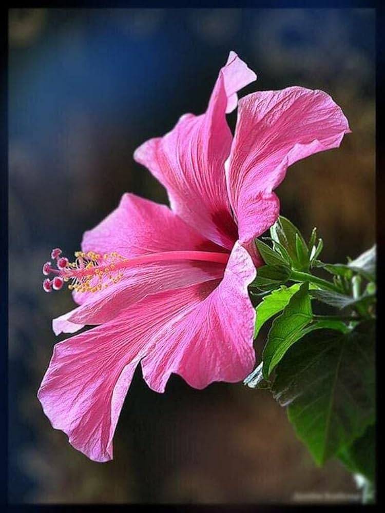Hibiscus Amethyst Seeds for Planting Perennial Garden Tropical Yard