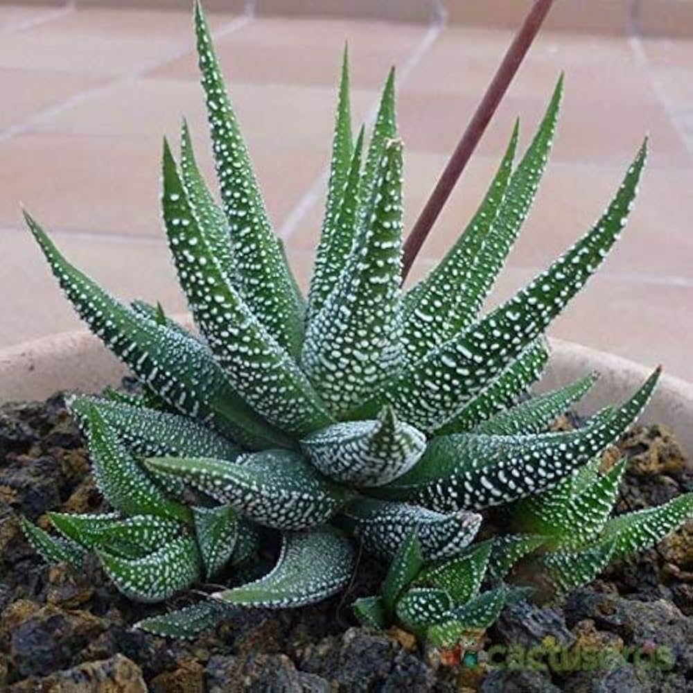 Green Nananthus Margaritiferus Flower seeds for Planting - Cottage Garden Essential, Heirloom & GMO Free Seeds for Home Garden