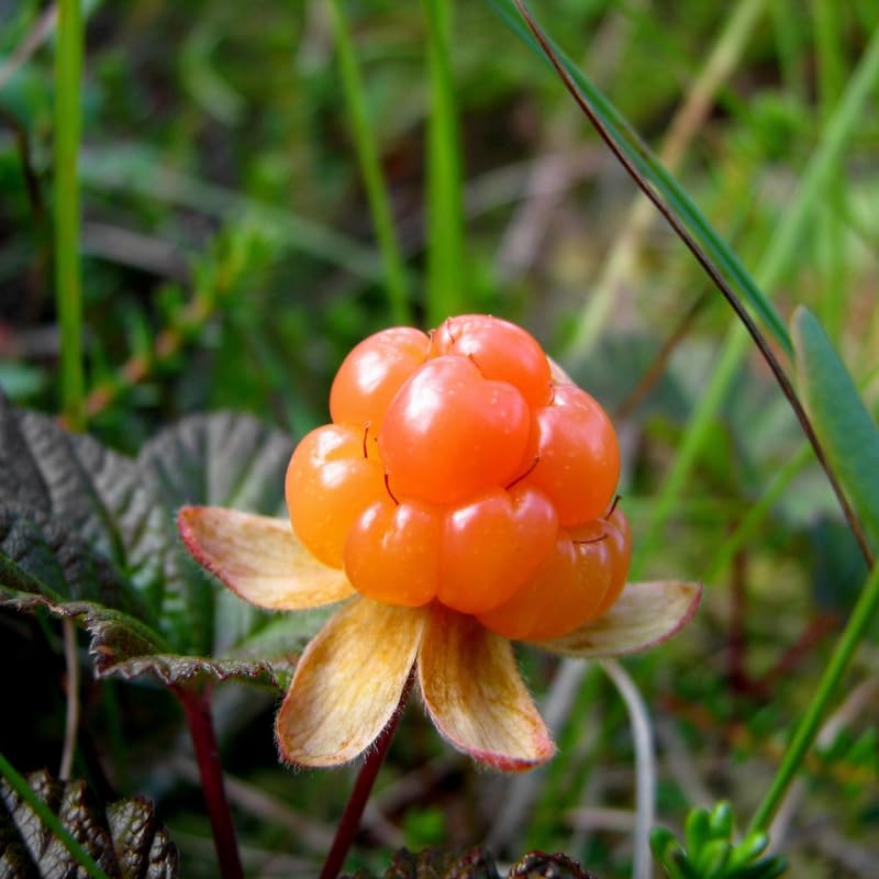 Rare Cloudberry Seeds for Planting - Evergrowseeds