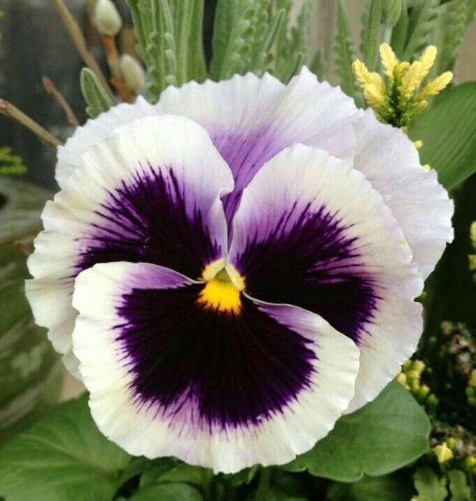 White & Black Pansy Flower seeds for Planting - Perfect for Borders, Heirloom & GMO Free Seeds for Home Garden