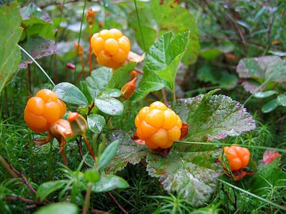 Rare Cloudberry Seeds for Planting