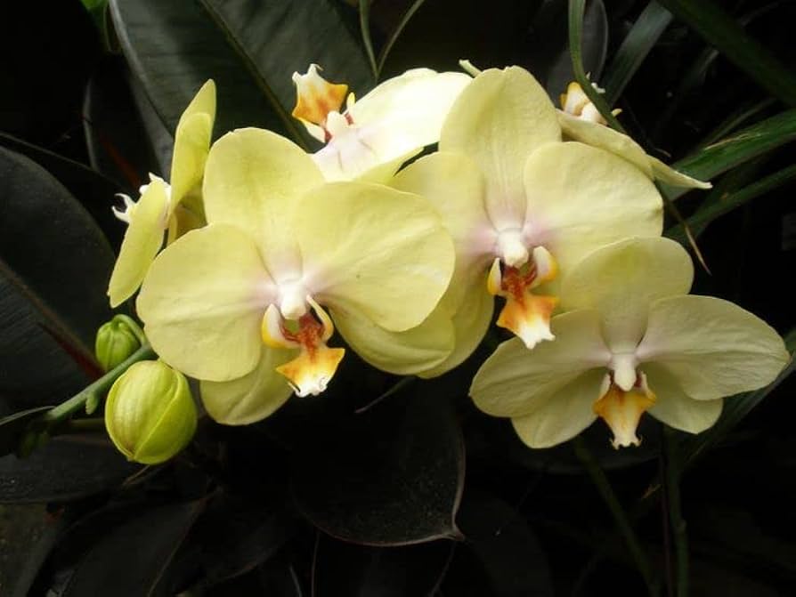 Pale Green Phalaenopsis Orchid Flower seeds for Planting - Drought Tolerant, Heirloom & GMO Free Seeds for Home Garden
