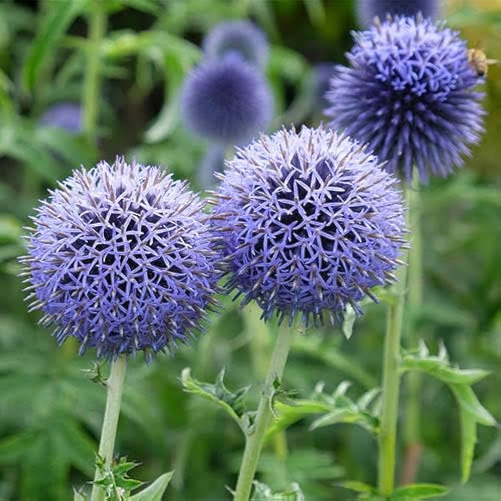 Blue Echinops Ritro Flower seeds for Planting - Premium Quality, Heirloom & GMO Free Seeds for Home Garden
 
 Sale