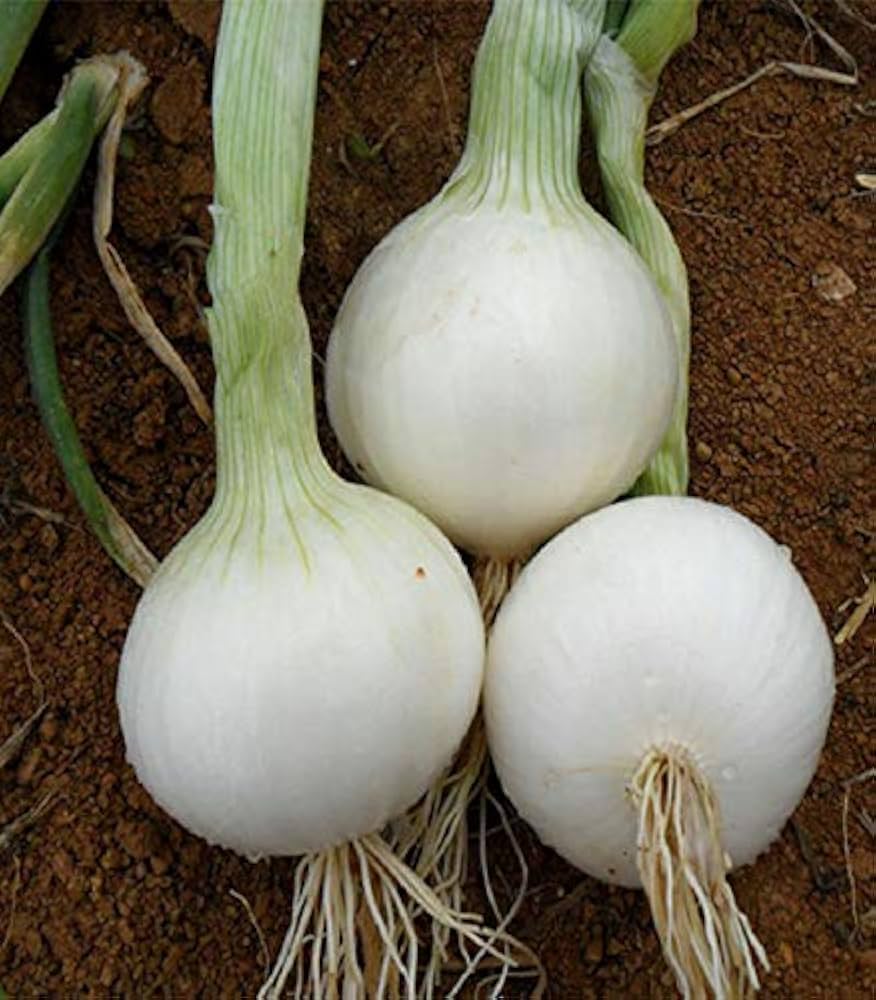 Blond Onion Seeds Allium cepa for Planting in Vegetable Patch and Kitchen Garden
