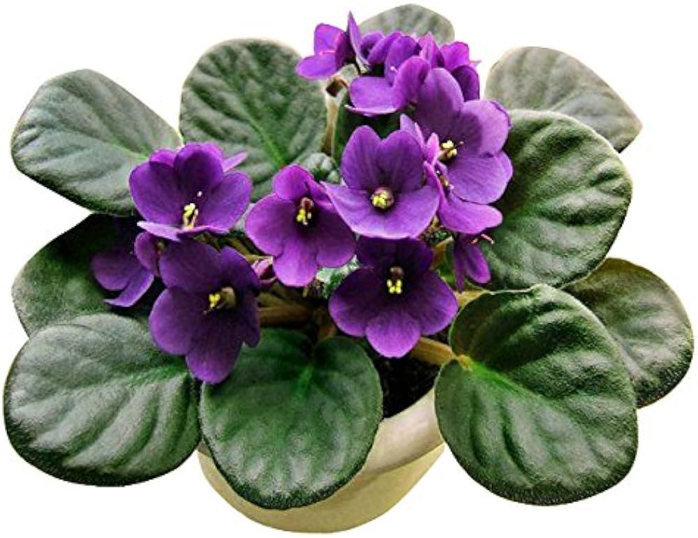 Violet Matthiola incana Seeds for Planting in Perennial Flower Bed and Herb Garden