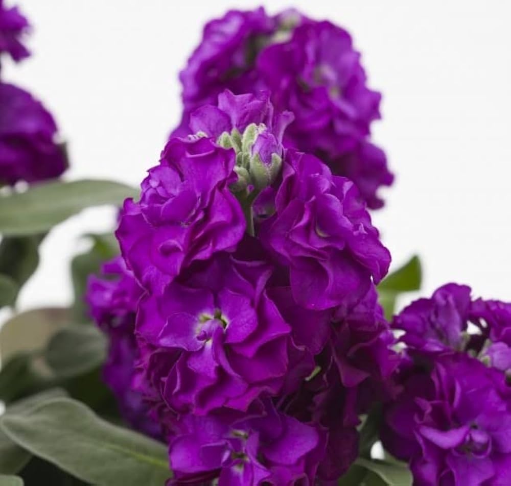 Matthiola Incana Deep Purple Flower seeds for Planting - Garden Favorite, Heirloom & GMO Free Seeds for Home Garden