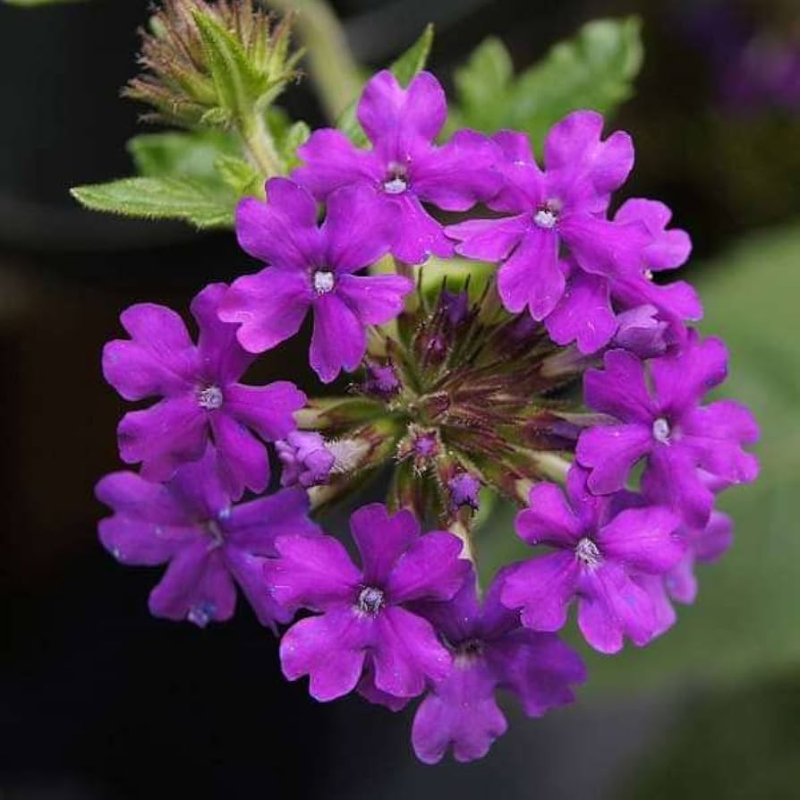 Verbena Hybrida Seeds for Planting - Perfect for Flower Bed & Home Garden Heirloom Non-GMO Seeds