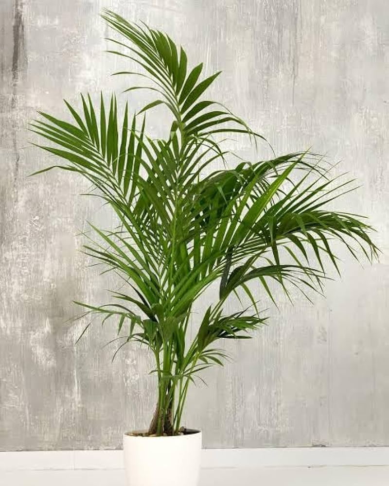 Kentia Palm Seeds for Planting Howea forsteriana for indoor gardens and tropical landscapes - Evergrowseeds
