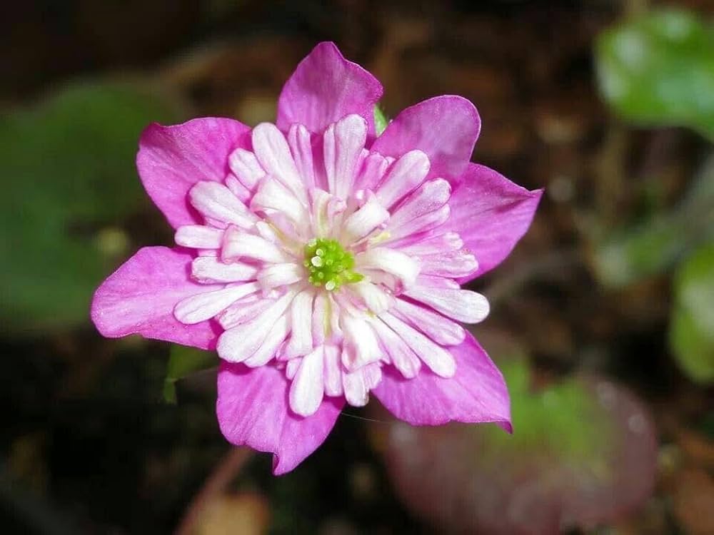 Medallion Flower Seeds for Planting Zinnia elegans for flower beds and garden landscapes