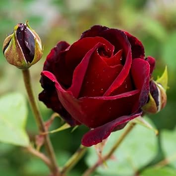 Mixed Sweet Pea Flower Seeds for Planting Premium Quality Heirloom & GMO Free Seeds for Home Garden
 
 Sale for planting in home garden