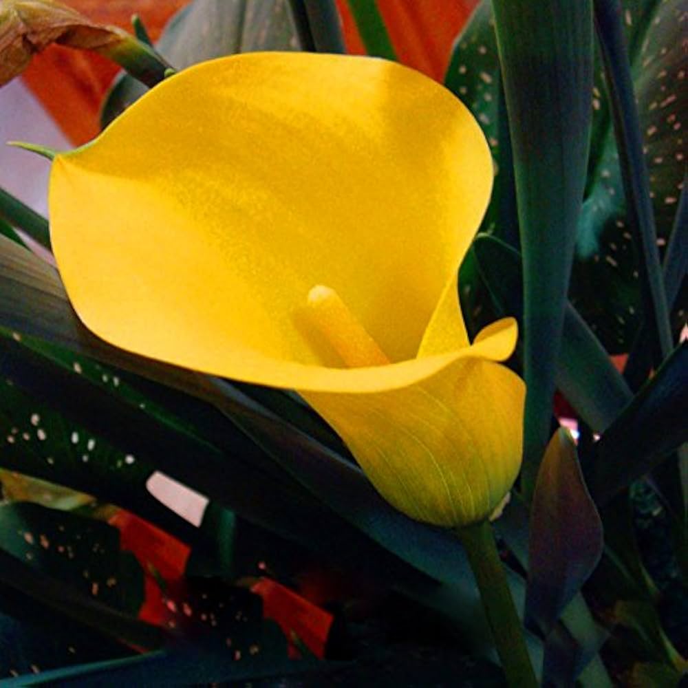 Calla Lily Seeds – Elegant and Graceful Blooms for Garden or Indoor Spaces (100 Pcs pcs)