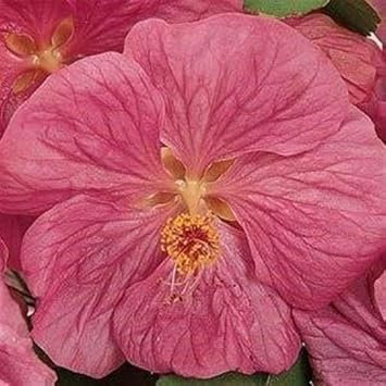 Abutilon Bella Flower seeds for Planting - Hardy Variety, Heirloom & GMO Free Seeds for Home Garden
 
 Sale seeds for planting in home garden