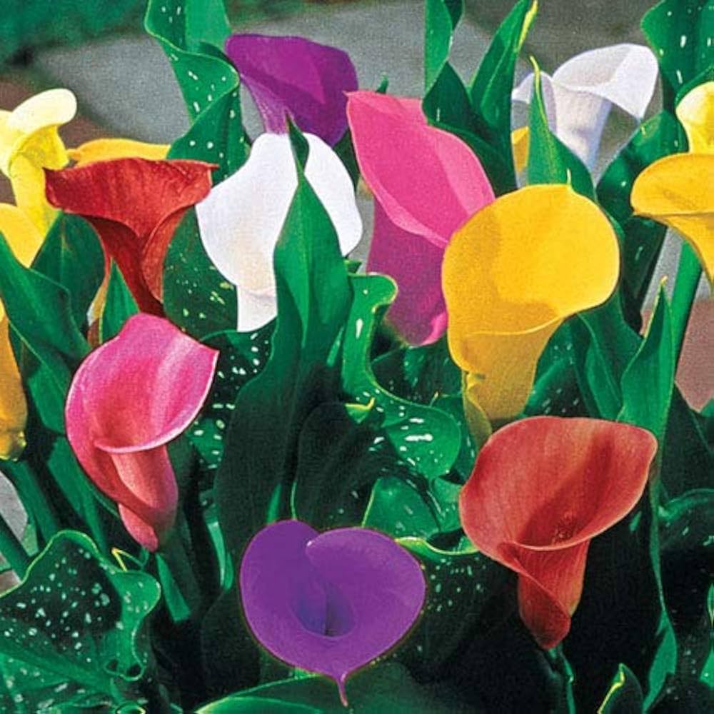 Multiple Colors Calla Lily Seeds for Beautiful, Elegant Flower Blooms