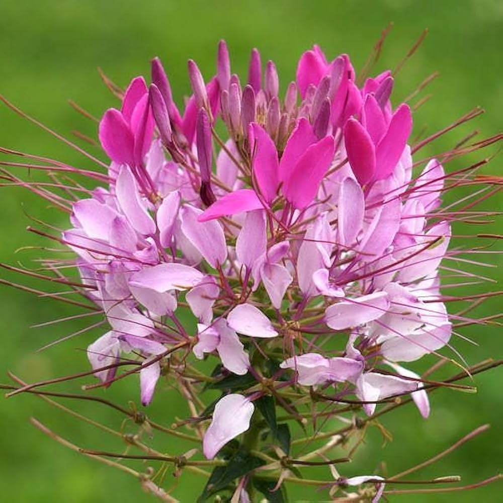 Queen Cleome Cleome hassleriana for planting in flower bed