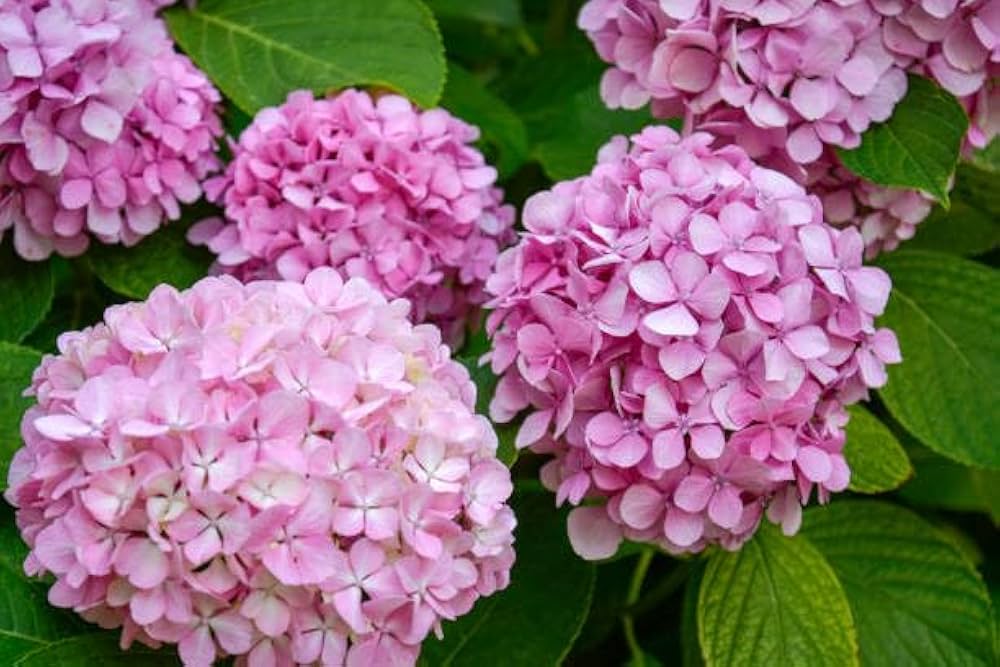 Light Pink Hydrangea Flower seeds for Planting - Long Bloom Season, Heirloom & GMO Free Seeds for Home Garden