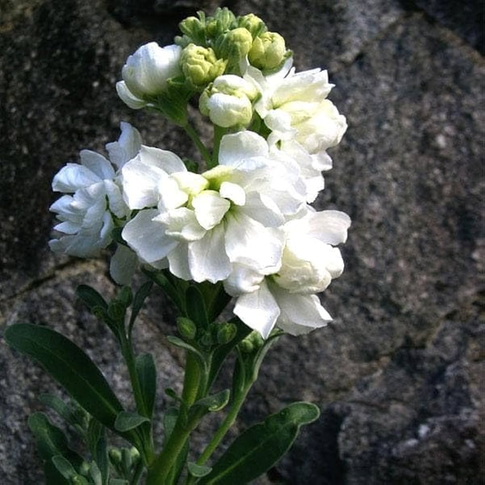 White Scented Stock Flower seeds for Planting - Shade Tolerant, Heirloom & GMO Free Seeds for Home Garden