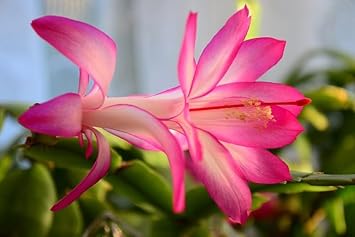 White Pink Zygocactus Flower seeds for Planting - Seasonal Bloomer, Heirloom & GMO Free Seeds for Home Garden
 
 Sale seeds for planting in home garden