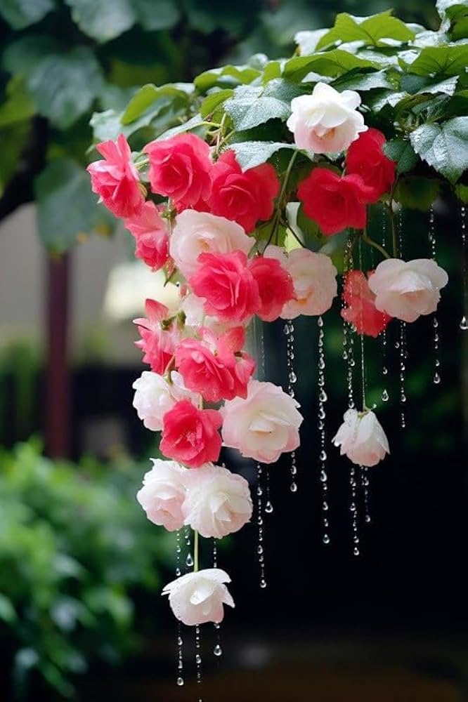 Pink White Begonia Flower seeds for Planting - Wildflower Mix, Heirloom & GMO Free Seeds for Home Garden