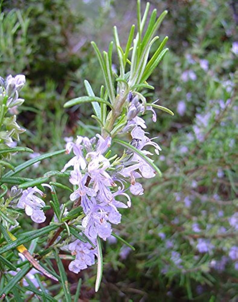 Purple Rosmarinus Flower seeds for Planting - Pollinator Friendly, Heirloom & GMO Free Seeds for Home Garden