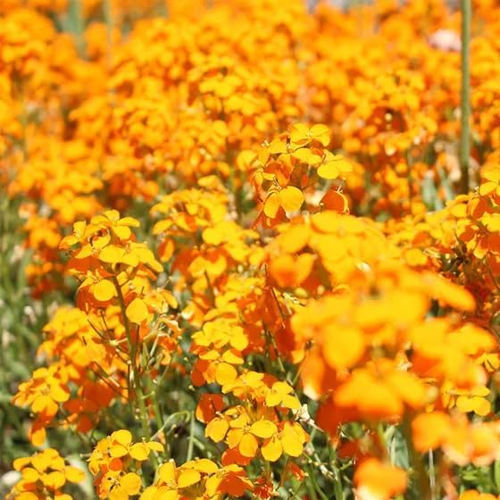 Orange Siberian Wallflower Seeds for Bright Garden Accents