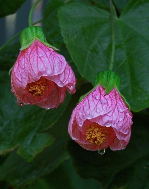 Pink Abutilon Striatum Flower seeds for Planting - Wildflower Mix, Heirloom & GMO Free Seeds for Home Garden