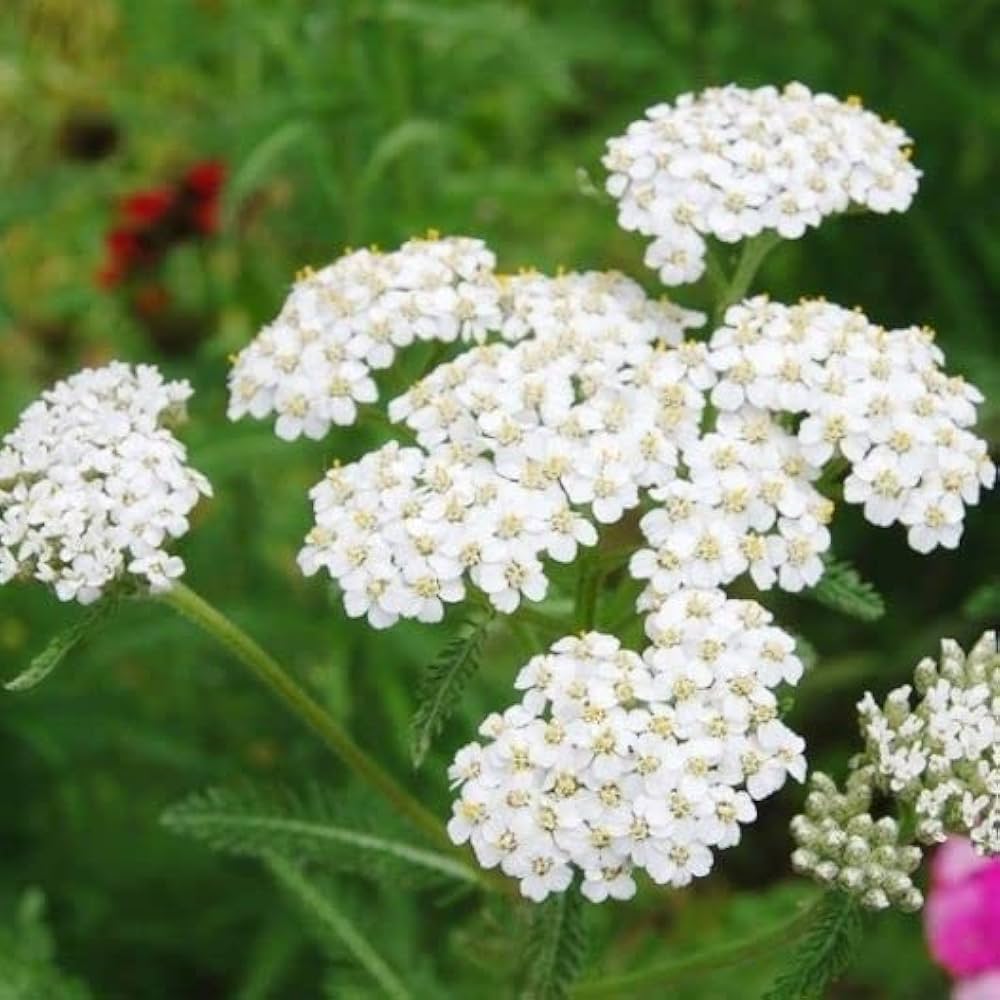 Achillea Flower seeds for Planting, Colorful Display Heirloom & GMO Free Seeds for Home Garden