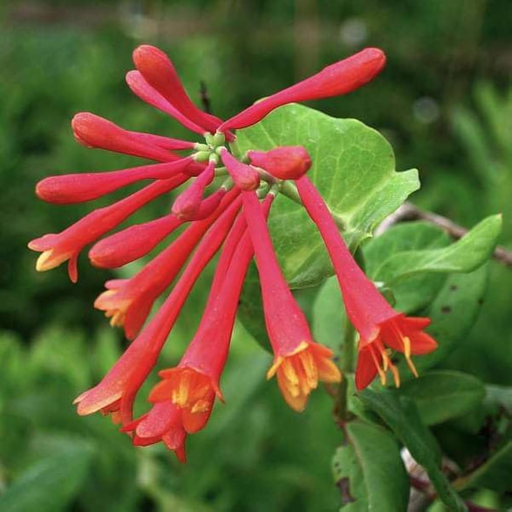 Honeysuckle Vine Lonicera spp Flower Seeds for Planting in Garden Trellis and Fence