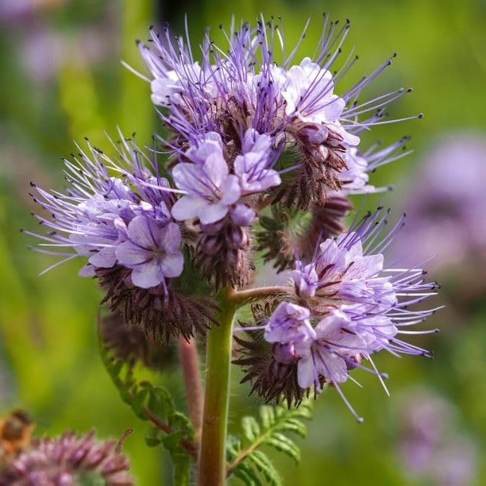 Phacelia Seeds Phacelia tanacetifolia for Planting in Pollinator Garden and Flower Bed