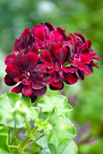Dark Pink Black Geranium Flower Seeds for Planting - Vibrant and Elegant