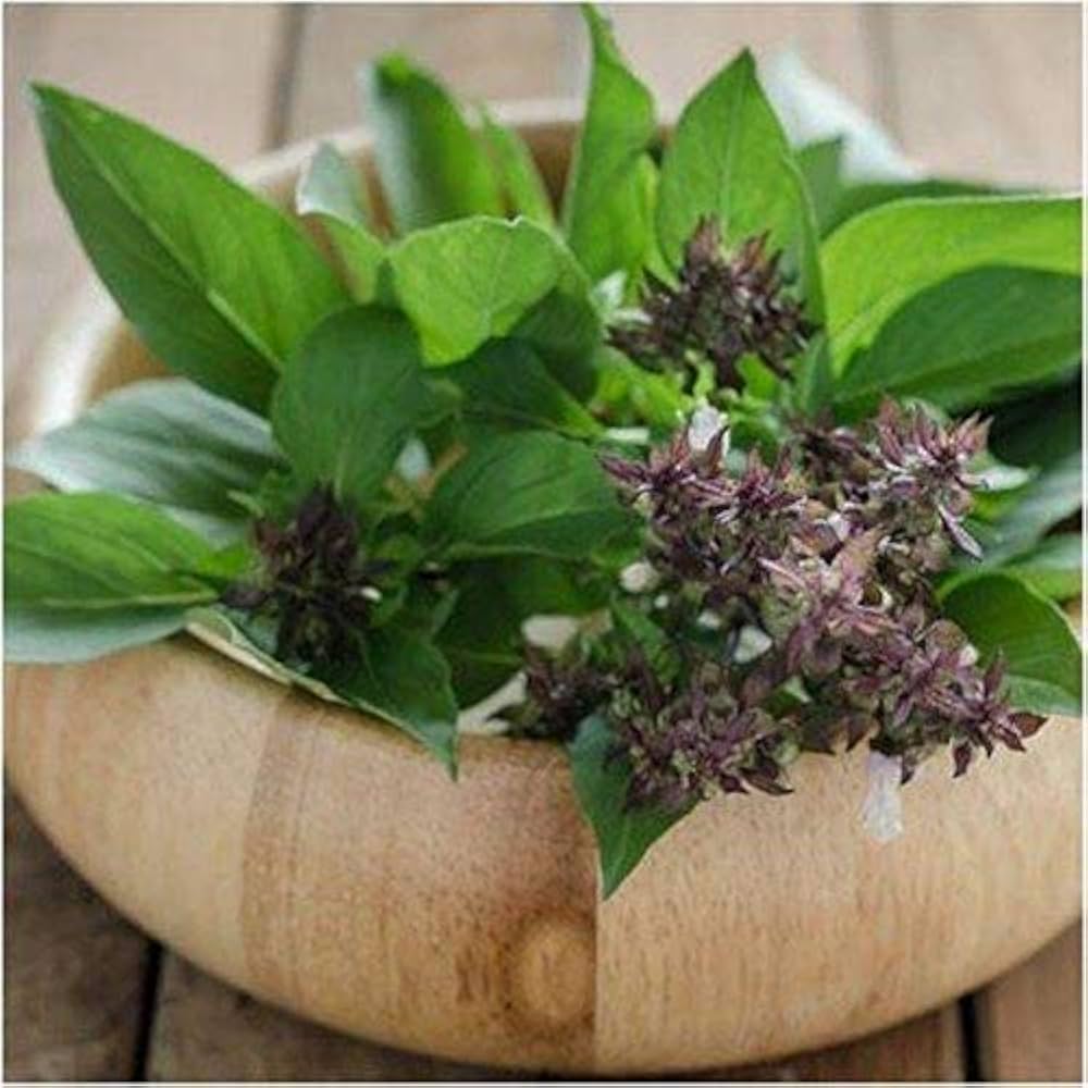 Clove Basil Ocimum gratissimum Seeds for Planting herb garden balcony garden