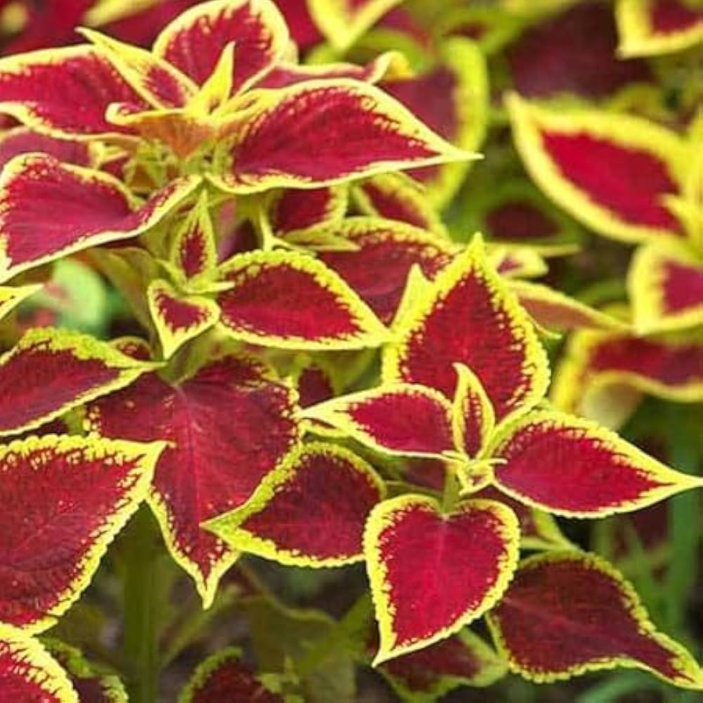 Light Yellow & Pink Coleus Flower seeds for Planting - Cut Flower Favorite, Heirloom & GMO Free Seeds for Home Garden