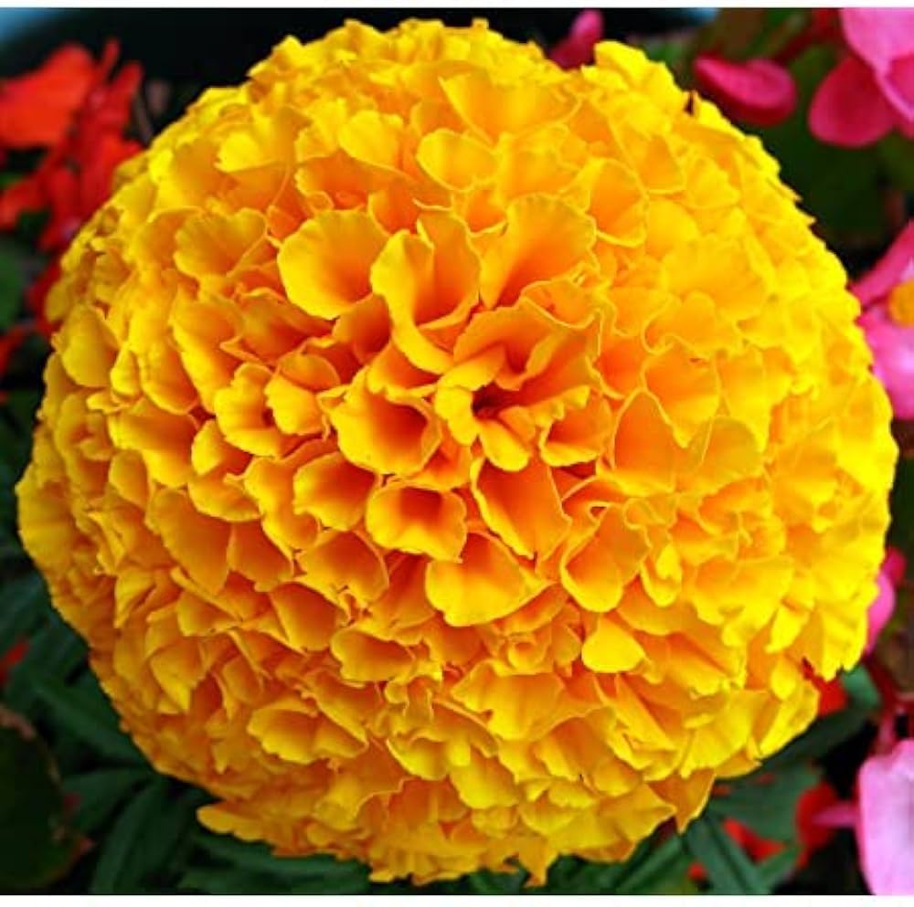 Dark Yellow Carnation Flower Seeds for Planting Shade Tolerant Heirloom & GMO Free Seeds for Home Garden
 
 Sale