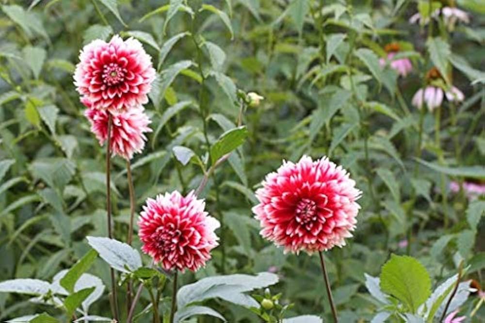 Deep Red White Chrysanthemum Flower seeds for Planting - Compact Growth, Heirloom & GMO Free Seeds for Home Garden