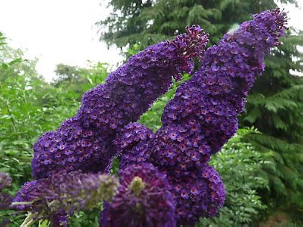 Buddleia Seeds for Planting Buddleja Davidii butterfly garden flower border