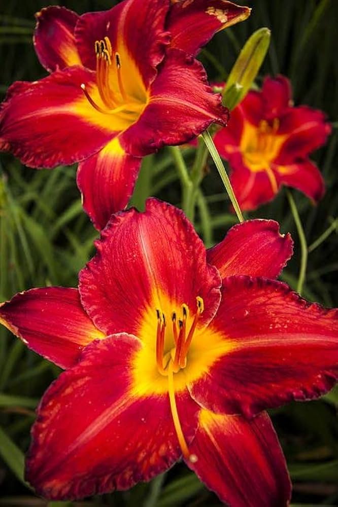 Daylily Hemerocallis spp. Seeds for Planting