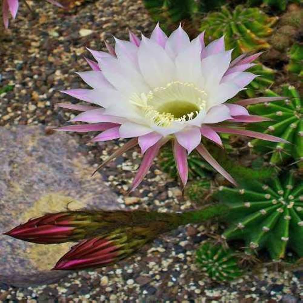 Evergrowseeds Lily Oxygona Lilium oxygonum cactus plant herb seeds for desert garden planting, shown in packaging with 20 seed packets.