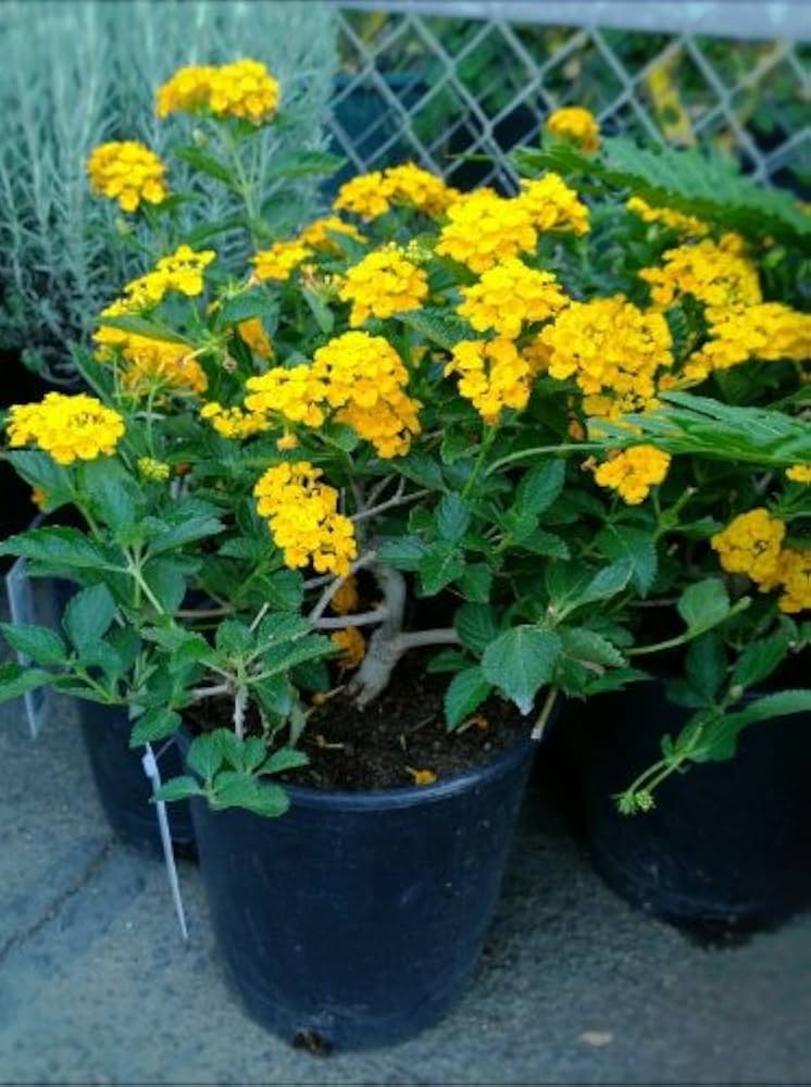 Common Lantana Seeds for Planting Lantana camara for flower beds and garden borders