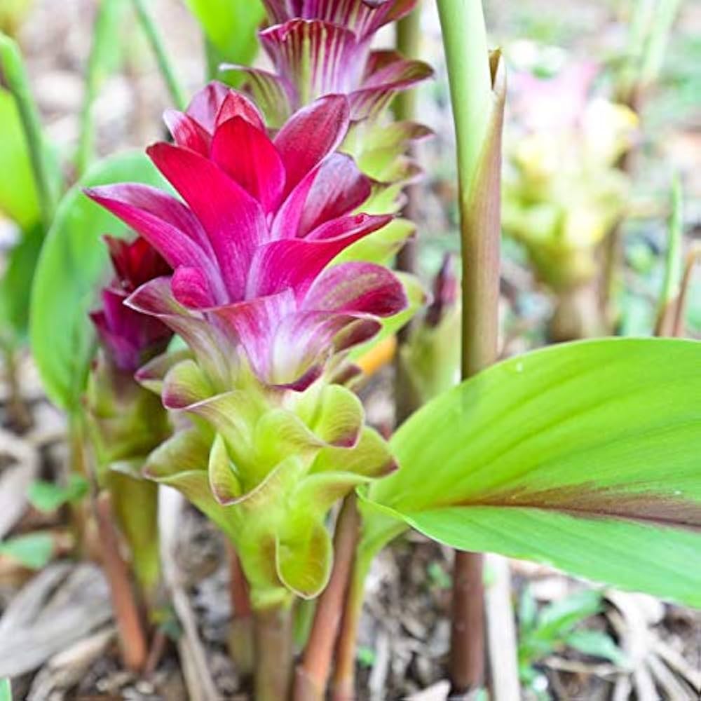 Rare Rhizoma Curcuma Flower Seeds