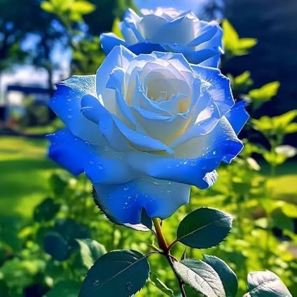Ice Blue Rose Flower seeds for Planting - Cottage Garden Essential, Heirloom & GMO Free Seeds for Home Garden