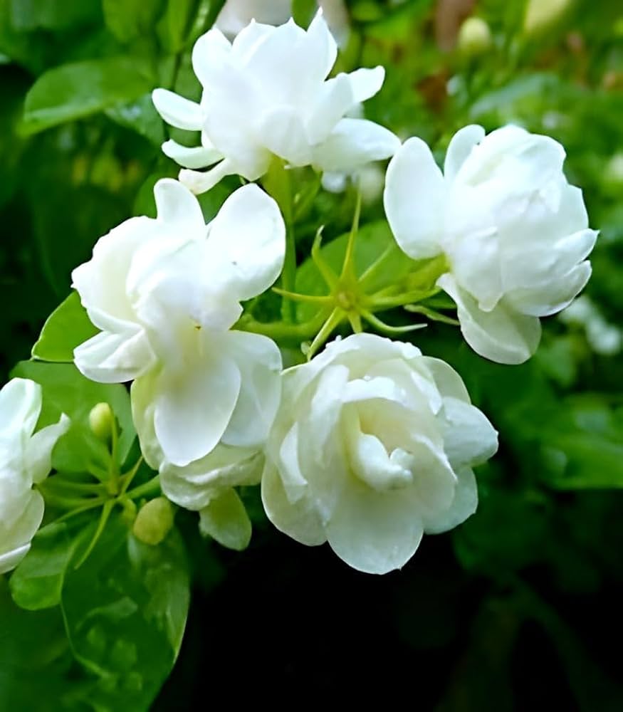 White Jasminoides Flower seeds for Planting - Garden Favorite, Heirloom & GMO Free Seeds for Home Garden