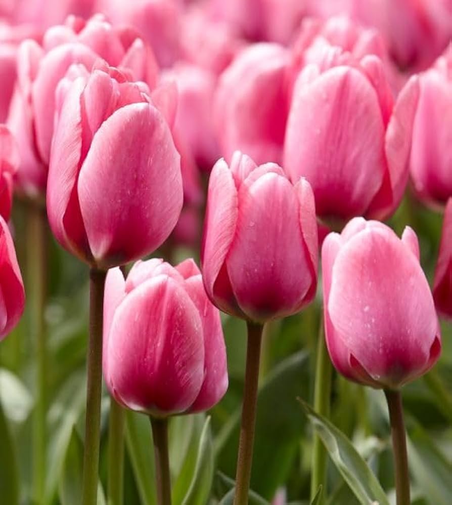 Baby Pink Tulip Flower Planting Seeds  Perfect for Spring Gardens