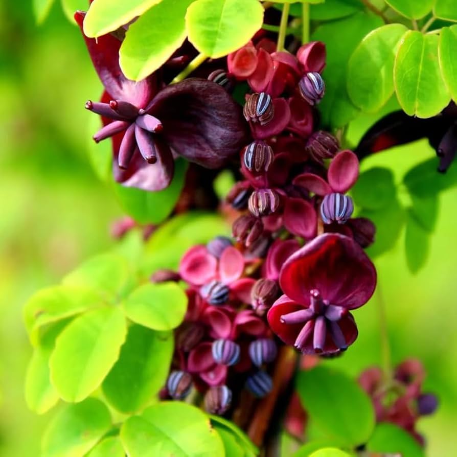 Akebia Flower Seeds, Ideal for Your Garden Planting