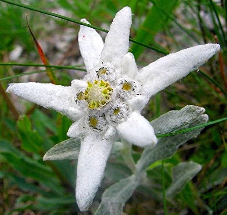 Edelweiss Flower Seeds for Planting Leontopodium Alpinum for Rock Gardens