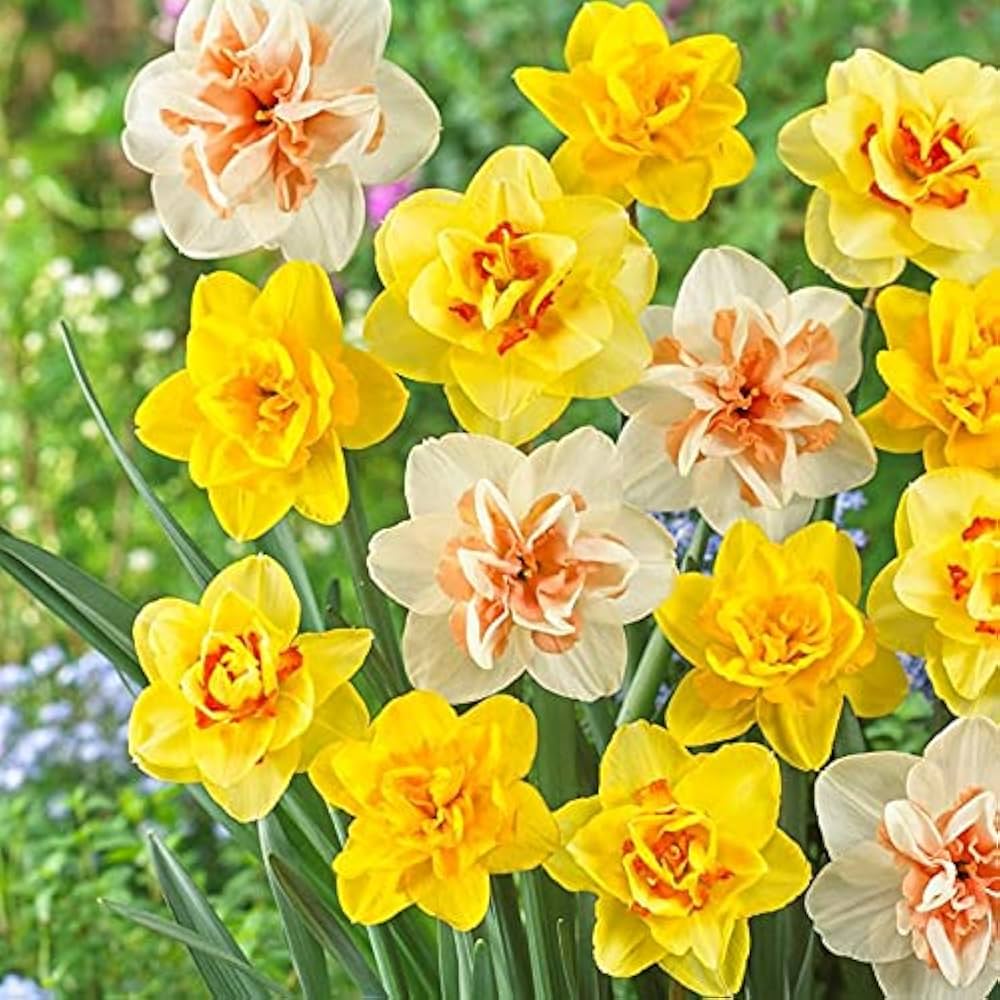 Mixed Double Petals Narcissus Daffodil Flower Seeds for Planting Easy to Grow Heirloom & GMO Free Seeds for Home Garden
 
 Sale