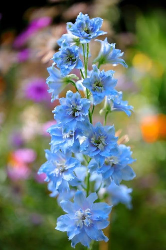 Sky Blue Larkspur Delphinium ajacis Seeds for Planting - Perfect for Flower Bed & Urban Garden