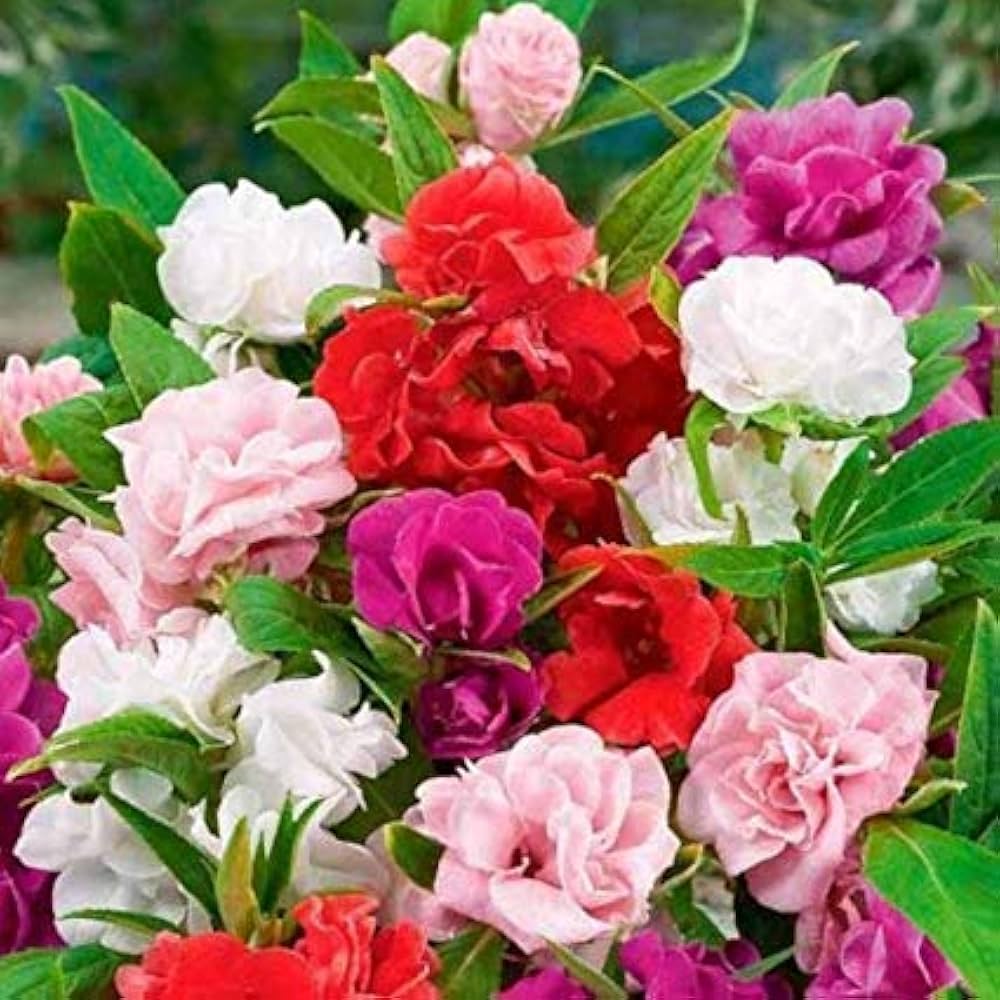 Mixed Camellia Flower seeds blooming in flower beds, containers, borders, and pollinator-friendly gardens
