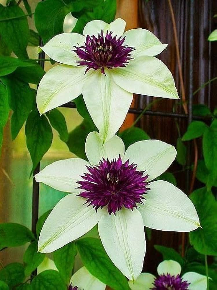 Clematis Flower seeds for Planting - Long Bloom Season, Heirloom & GMO Free Seeds for Home Garden