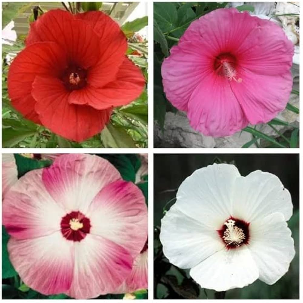 Hibiscus Hibiscus spp. Seeds for Planting - Great for Flower Bed & Urban Garden