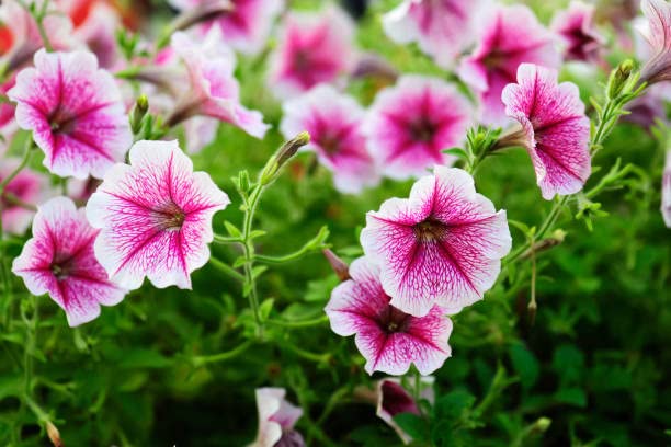 Pelletized Logro White Petunia Seeds for Showy Garden Displays